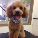 プードル　茶々丸君２６８